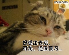 郁闷的猫咪