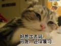 郁闷的猫咪