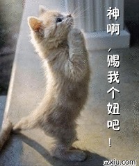 祈祷的猫咪