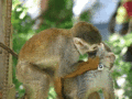 猴子的爱情